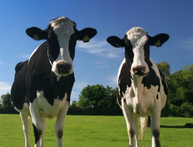 Protests over beef prices episode artwork