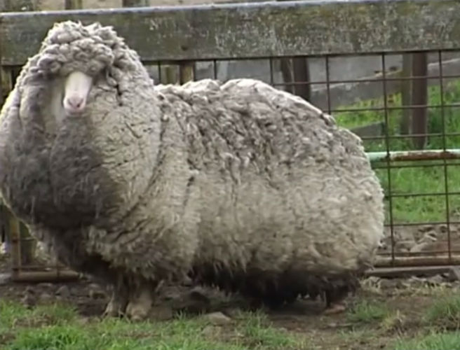 It's sheep mating season episode artwork