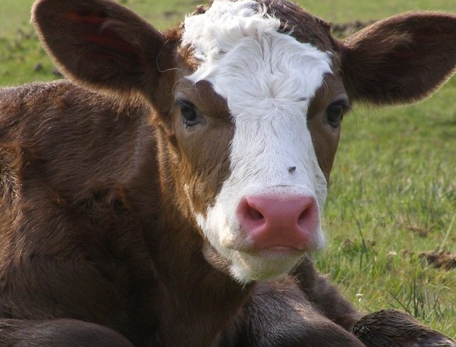 The 12 commandments of calving episode artwork