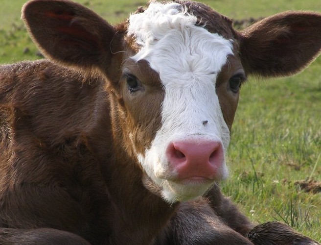 Registering the birth of your calf episode artwork