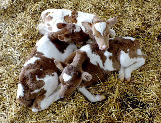 Twins and triplets in the maternity shed episode artwork