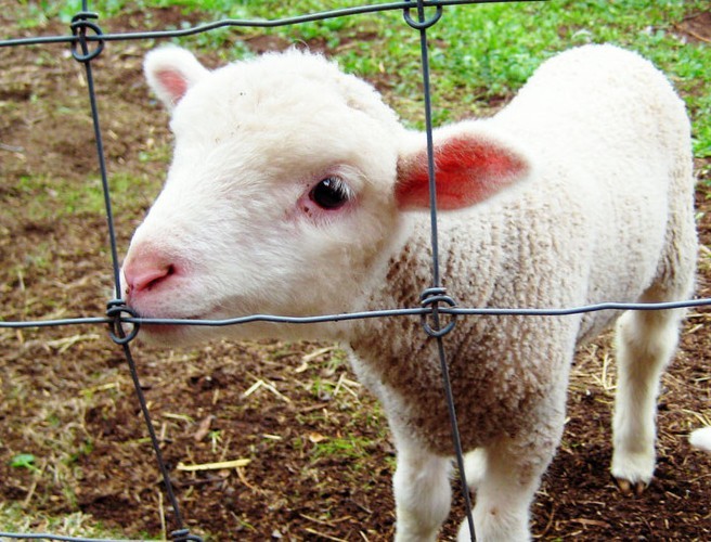 Lambing on the farm now episode artwork