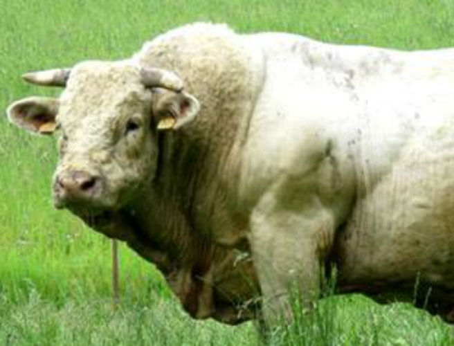How to select a good stock bull episode artwork