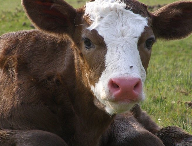 What calves are top of the pops with farmers episode artwork