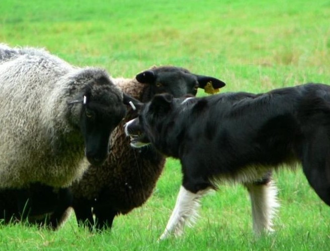 The sheep dog: A farmer’s best friend episode artwork