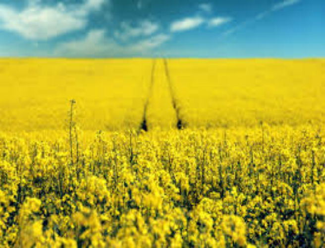 Planting your spring crops episode artwork