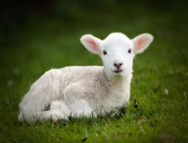 The Price of Lamb is Dropping episode artwork