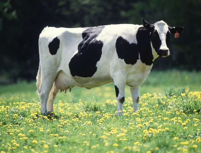 Useful Tips on the Business of Farming episode artwork