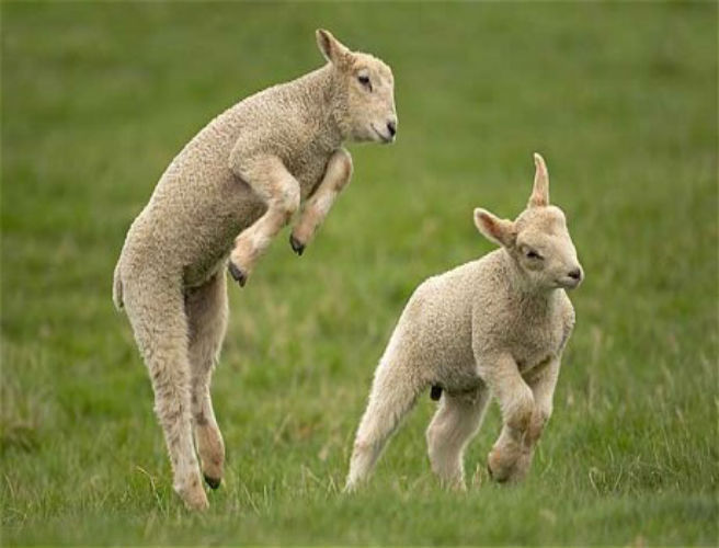 Farming Slot: Time to Wean your Lambs episode artwork