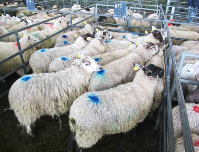 Farming Slot: Selling lambs & Young Farmer of the Year episode artwork