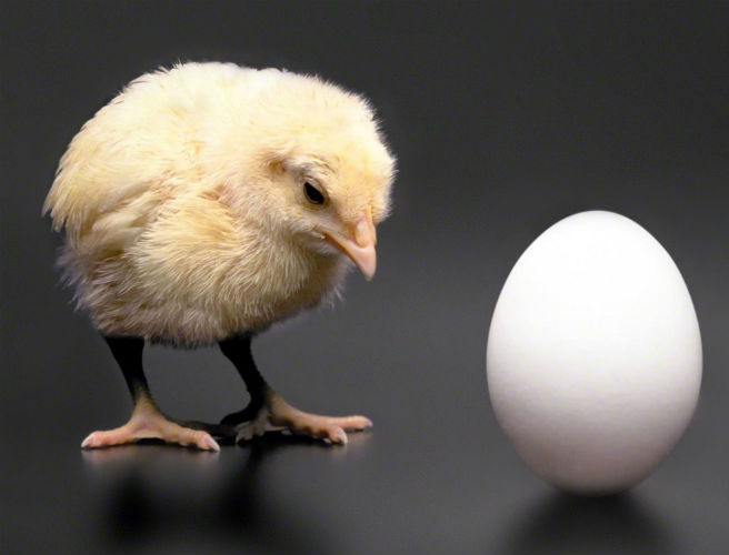 Farming: Irish chickens produce 551million eggs a year episode artwork