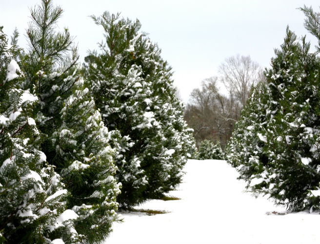Farming: Christmas trees, Europe's disappearing farms episode artwork