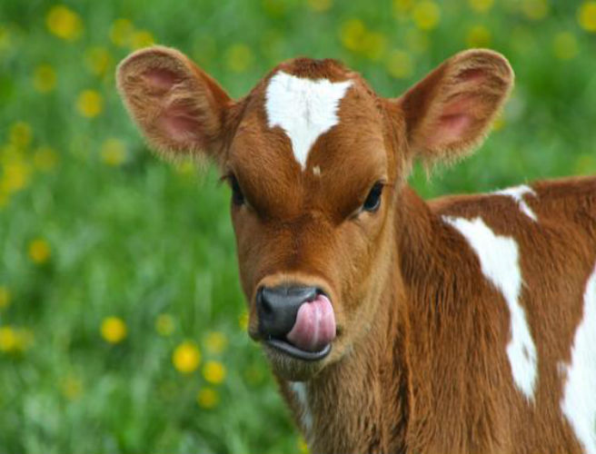 Farming: the first Agri Careers Fair, calving news episode artwork