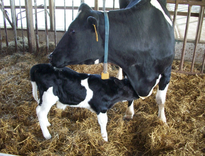 Farming: start of the calving season episode artwork