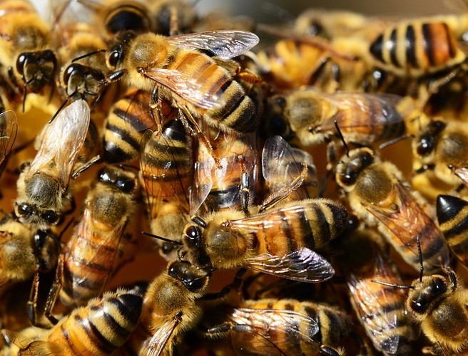 The album recorded by 40,000 bees... episode artwork
