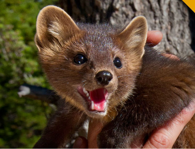 Farming:"Pine Martens are causing damage to livestock" episode artwork