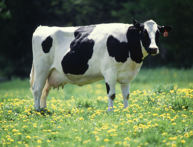 What can dairy farmers do about low milk prices? episode artwork