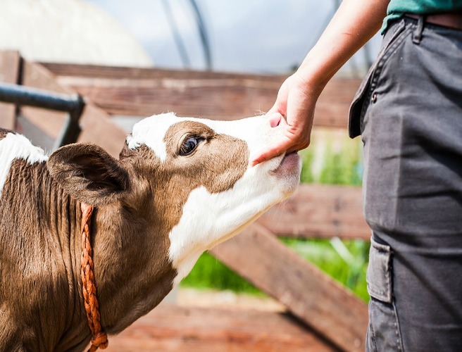 Icelandic dairy farmers get 64c a litre for milk episode artwork