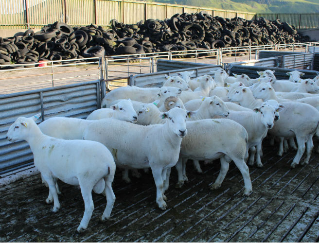 It's the beginning of premier breeding stock sales episode artwork