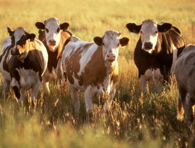 Farming: Lamb hides and cattle hides episode artwork