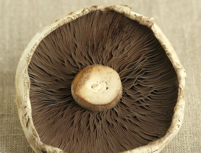 Farming: How Brexit is affecting the mushroom industry episode artwork