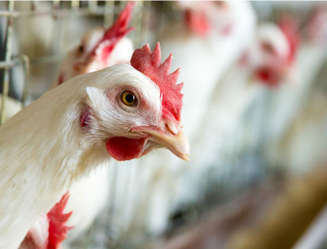 Farming: New threat of bird flu for farmers episode artwork
