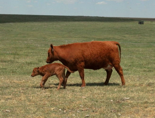 It's calving season once again! episode artwork