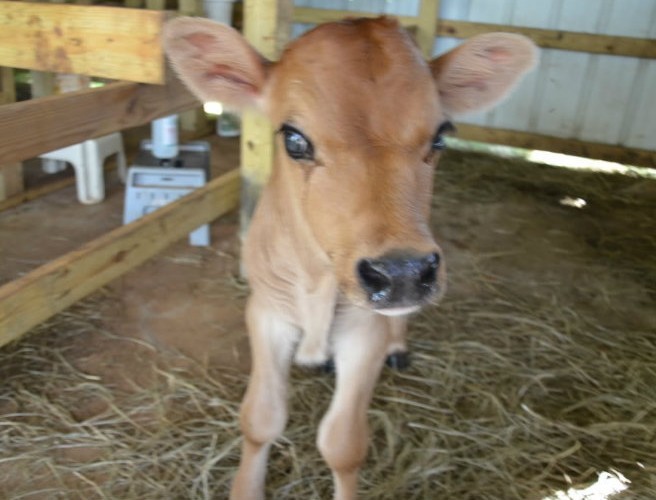 Deformities in cattle episode artwork