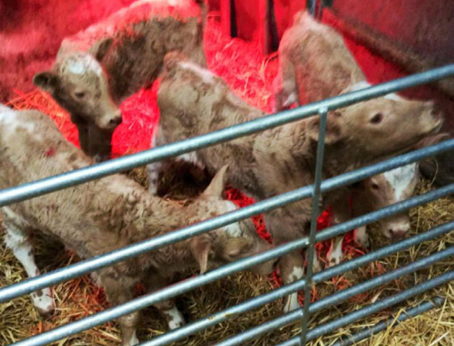 Quad calves in Clare episode artwork