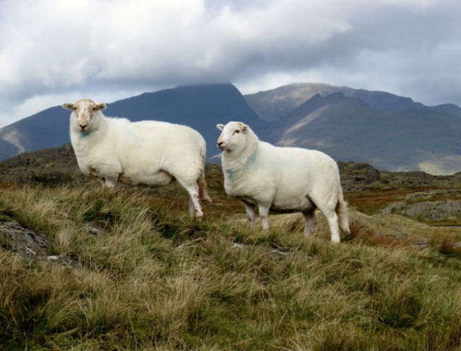 Farming with Mairead: The prodigal sheep episode artwork