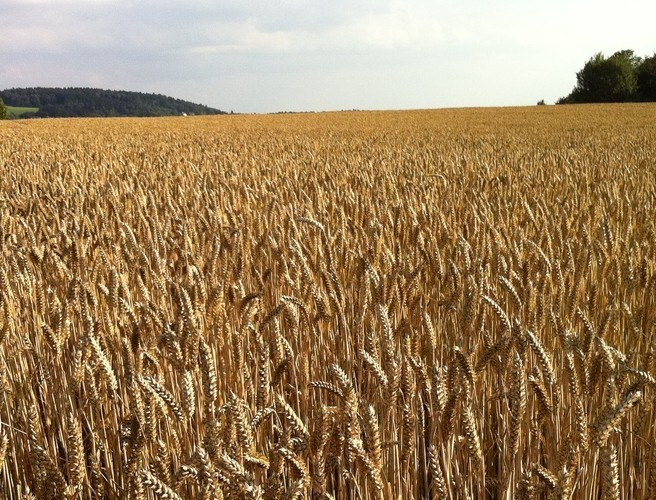Farming with Mairead: Run Through The Fields Of Gold episode artwork