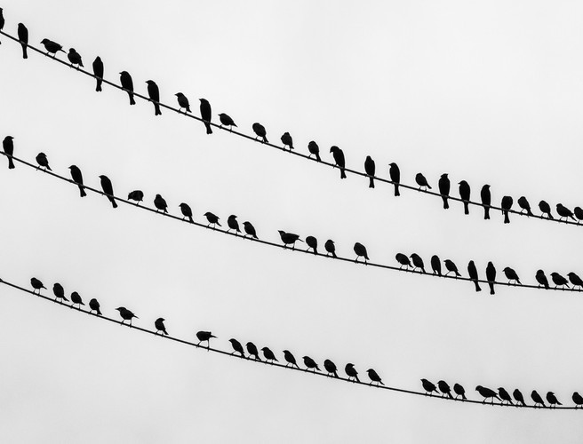 Farming: Explaining Birds On A Wire episode artwork
