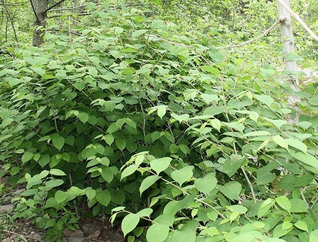 Farming with Mairead: The problem of Japanese knotweed episode artwork