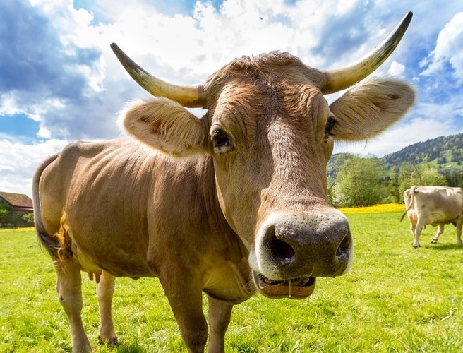 Farming With Mairead Lavery:Understanding Cow Behaviour episode artwork