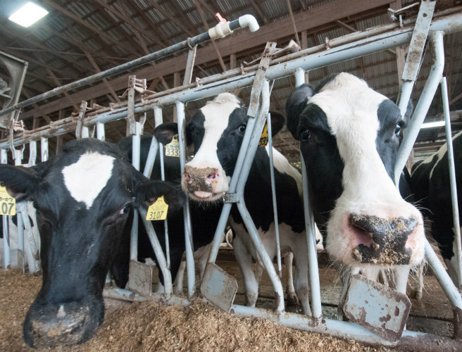 Farming with Mairead: Cattle Rustlers, Sheep and Beef episode artwork