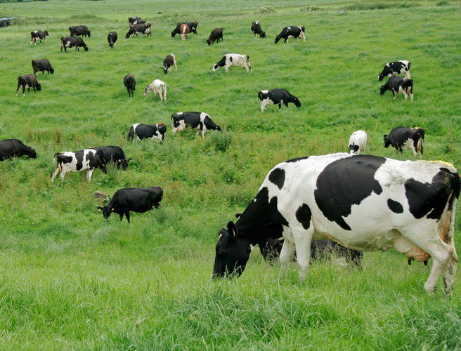 Farming with Mairead: Swimming Dingle Cows episode artwork