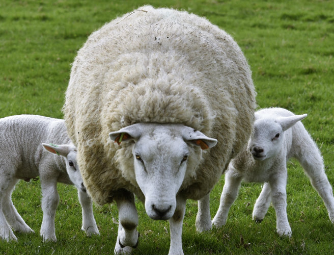 Farming with Mairead: Sheep Fencing and Flood Recovery episode artwork