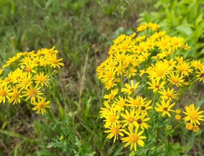 Farming with Mairead:Ragwort, Farm Aid & Ploughing episode artwork