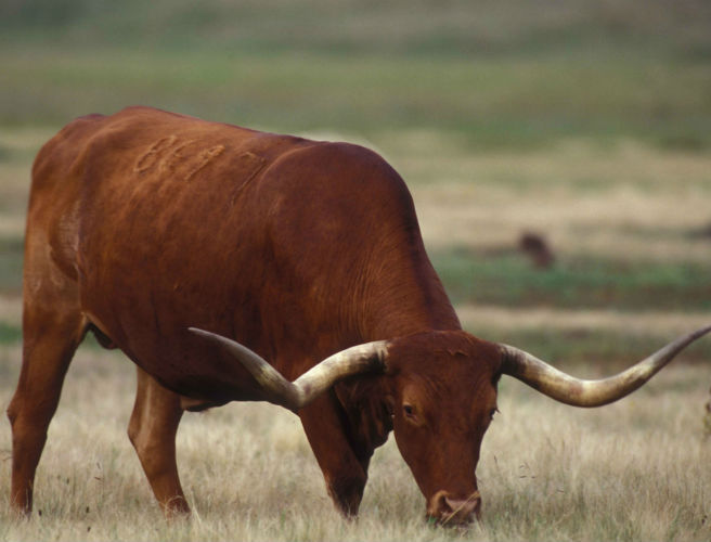 Farming with Mairead: Buying a stock bull episode artwork