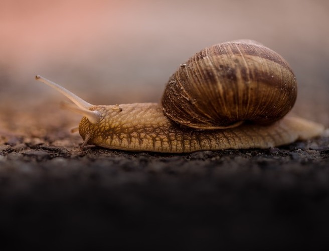 Farming with Mairead: Growing Snails episode artwork