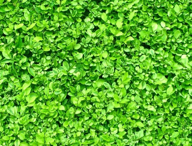 Farming With Mairead: Get Your Hedges In Order episode artwork