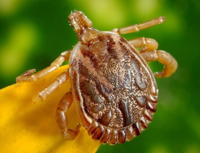What is Lyme Disease? episode artwork