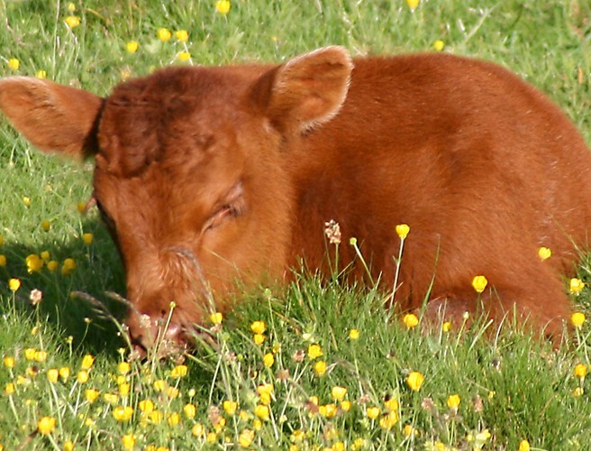 Farming With Mairead: Calving Kicks Off This Week episode artwork