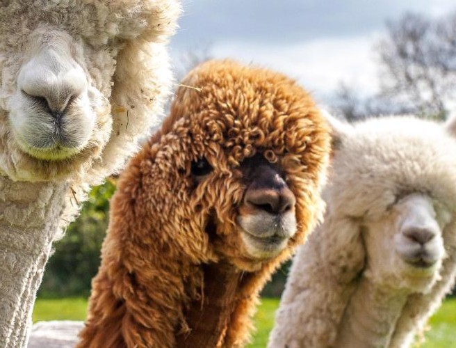 Farming: Alpacas For Rent To Keep Lambs Safe ! episode artwork