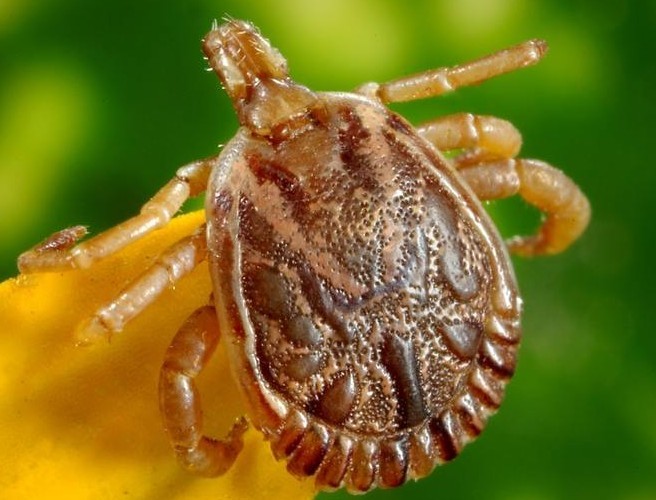 Deputy Scanlon joins Hook to discuss Lyme disease episode artwork