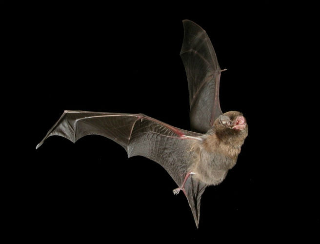 Bats, Longevity & Cognitive Enhancement episode artwork