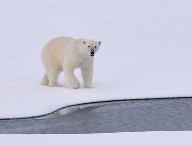 Have you visited Siberia or the Arctic? episode artwork