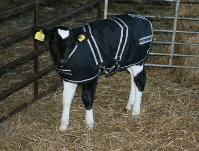 Farming: calf jackets SOLD OUT across the country episode artwork