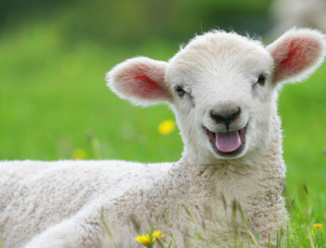 Farming: It's lambing time episode artwork