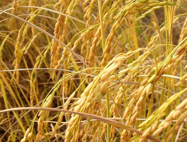 Farming: Planting Cereals For The Spring episode artwork